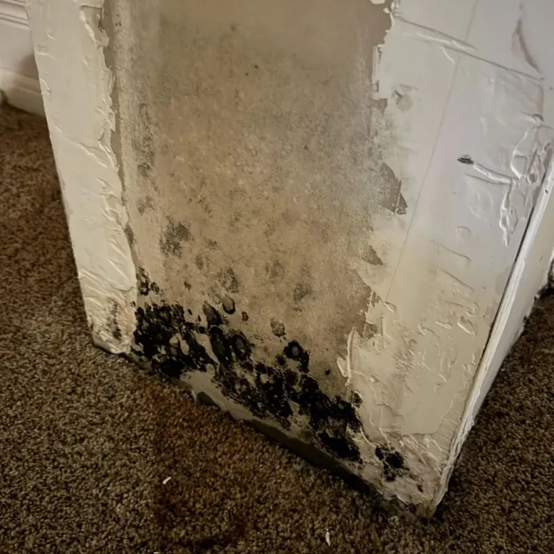 Professional Mold Removal in Lake Darby, OH